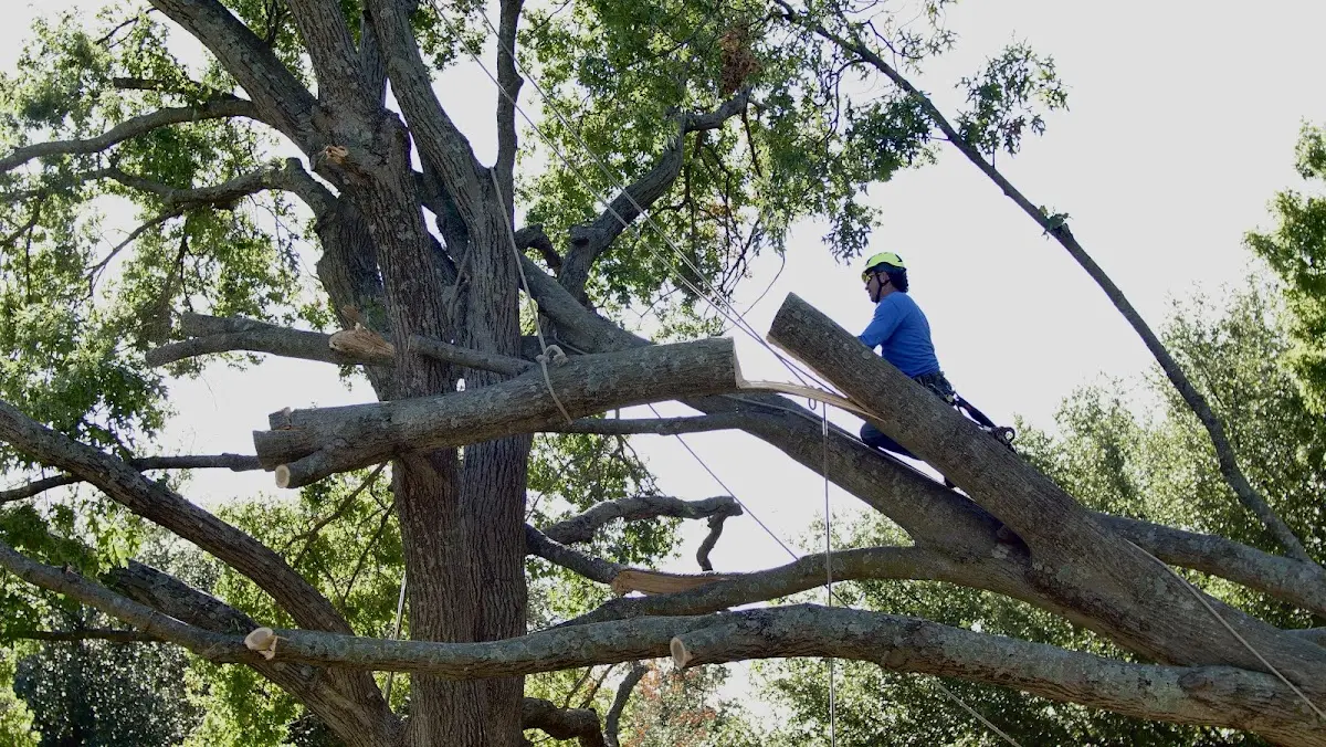 Professional Crown Thinning performed by certified arborists in Ceres