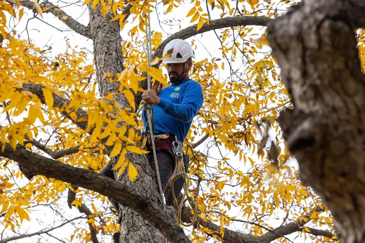 Skilled Tree Trimming crew working in Ceres
